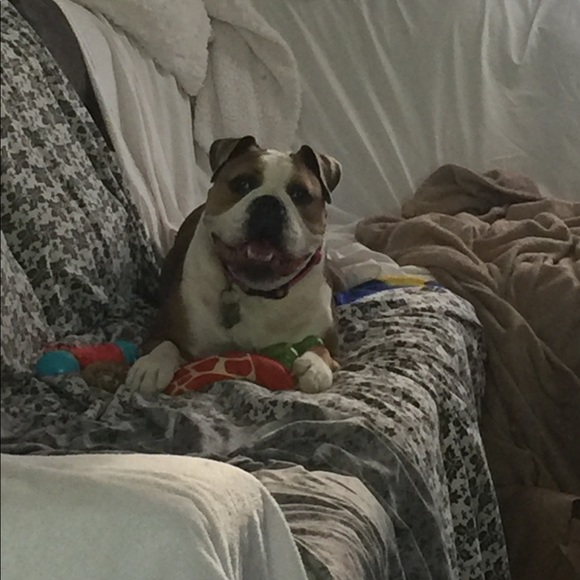 Meet your Posher, Layla - Picture 11 of 16